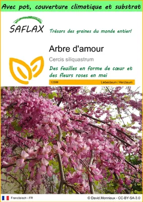 Image de SAFLAX Garden to go - Arbre d'amour - 60 graines - Cercis