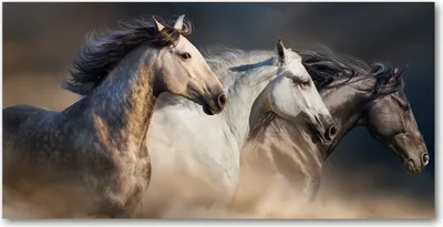 Produktbild von Tulup® Leinwandbild -100x50 cm - Wandkunst - Drucke auf Leinwand - Leinwanddruck  - Tiere - Braun - Pferde im Galopp