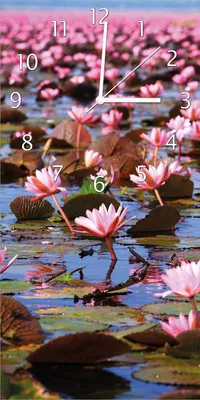 Produktbild von Wallario Design Wanduhr Seerosenlandschaft mit rosa Blüten aus Echtglas, Größe 30 x 60 cm