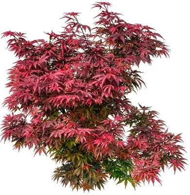 Produktbild von Roter Fächerahorn Acer Palmatum Shaina Hochstamm 80 - 100 cm Ahorn