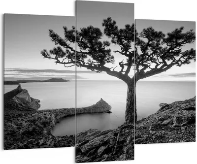 Produktbild von Bild auf Leinwand - Leinwandbild - 3 Teile - Baum Schwarzweiß Ansicht - 130x100cm - Wand Bild - Wanddeko - Wandbilder - Leinwanddruck - Bilder - Wanddekoration - Leinwand bilder - CB130x100-4297