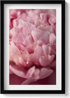Produktbild von Zarte Blütenblätter– Wandbild mit Rahmen – Gerahmtes Bild  – Wanddekoration – 40x60 cm –  Schwarz