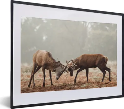 Produktbild von MuchoWow® MuchoWow® Gerahmtes Poster Hirsche - Wald - Gras 40x30 cm - Poster mit zchwarzem Bilderrahmen - Bilderrahmen - Poster im Rahmen