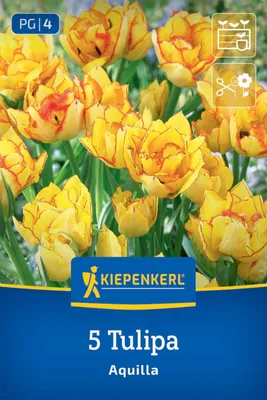 Productafbeelding van Kiepenkerl, meerbloemige tulpen, Aquilla, tulpenhybriden, 5 bollen