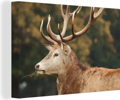Produktbild von OneMillionCanvasses® - Leinwandbilder - 150x100 cm, Hirsche - Geweihe - Wald, Wandbilder Kunstdruck Wanddekoration