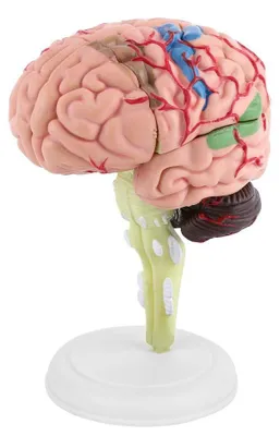 Anatomisches Gehirnmodell aus Kunststoff, medizinisches Lehrmodell