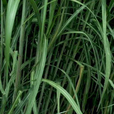 Image de 6 x Herbe géante - Miscanthus floridulus 'Giganteus' | pot 9cm x 9cm