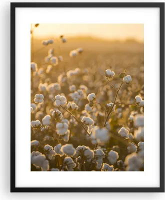 Produktbild von Gerahmtes Poster - Schwarzer Rahmen - Baumwolle Feld Acker - 40x50 cm - Wand Bild - Wanddeko - Wandbilder - Kunstposter - Wandposter - Bilderrahmen - Bilder - Kunstdruck - Wandbild - P2BPA40x50-4299