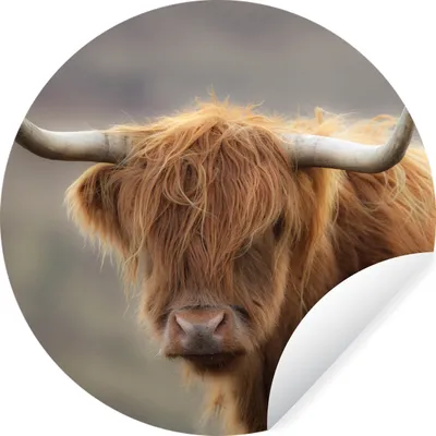 Produktbild von MuchoWow® Runde Wandtattoo - Wandsticker Tapete Aufkleber Schottischer Highlander - Licht - Porträt Ø 50 cm Selbstklebend und Repositionierbar - Wandaufkleber - Kreis - Wand Kreis - Wand Bild - Foto Tapete - Selbstklebende - Wohnzimmerdekoration - Wand Dekoration - Kinderzimmer