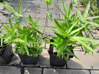 Obrázek produktu pro Zakrslý bambus Pleioblastus pumilus 30-40 cm - Sasa Pumila - mrazuvzdorný - půdopokryvná rostlina - živý plot - bambus do stínu a na slunce