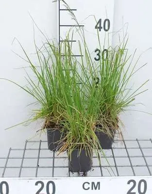 Immagine prodotto di 6 x Deschampsia cesp. 'Tardiflora' - Erba da prato a fioritura tardiva - vaso 9 x 9 cm