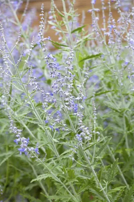 Produktbild von Perovskia atriplicifolia 'Lacey Blue', Blauraute, silberblau, 40–60 cm