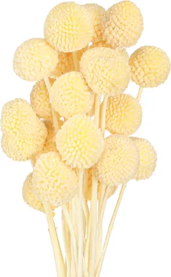 Produktbild von Trockenblumen Craspedia für elegante Wohn- und Hochzeitsdekorationen, 20 Stück