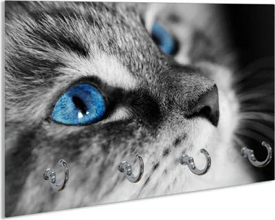 Produktbild von Wallario Schlüsselbrett aus Glas, Motiv: Schwarz-weiß getigerte Katze mit leuchtend blauen Augen, 30 x 20 cm mit 4 Haken