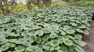 Image de Farfugium japonicum 'Gigantea' / Plante Panthère géante