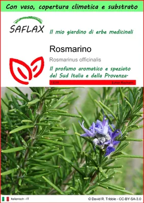 Immagine prodotto di SAFLAX Garden to go - Rosmarino - 100 semi - Rosmarinus