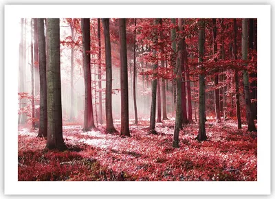Produktbild von Poster - Poster ohne Rahmen - Wald Rot Bäume - 70x50 cm - Wand Bild - Wanddeko - Wandbilder - Kunstposter - Wandposter - Bilder - Kunstdruck - Wanddekoration - Wandbild - P2XAA70x50-4944