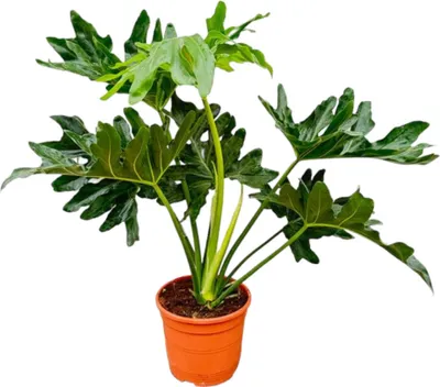 Produktbild von Trendyplants - Philodendron Selloum - Spitzenbaum Philodendron - Zimmerpflanze - Höhe 70-90 cm - Topfgröße Ø22cm