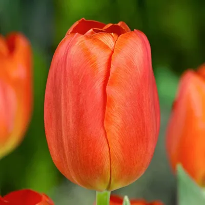 Produktbild von Tulpenzwiebeln Winterhart Mehrjährig - Orange Passion - 25 Blumenzwiebeln - Echte Pflanzen aus Holland - Tulpenzwiebeln für Garten, Töpfe und Balkon (große Knollen, kein Samen, nicht künstlich)