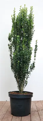 Produktbild von Ilex crenata 'Fastigiata', Japanische Stechpalme, immergrün, 80–100 cm