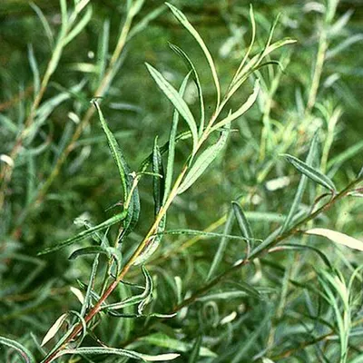 Produktbild von 2 x  Uferweide - Salix elaeagnos 'Angustifolia'  | 30-40 cm in Container