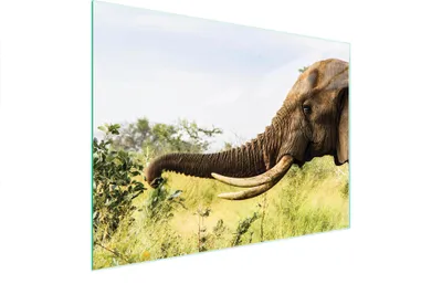 Productafbeelding van Glazen snijplank, 40x30 cm, met olifantmotief
