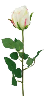 Produktbild von Kunstblume, Seidenblume, ROSE. Ca 54cm. Rosen 1 Stück. CREME