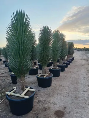 Produktbild von Palme Yucca Palme Filifera XXXL 190cm - 200 cm Winterhart –13 °C 1A Qualität