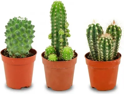 Image de Lot de mini cactus - 3 pièces - Ø 5,5 cm - Hauteur : 5 à 10 cm