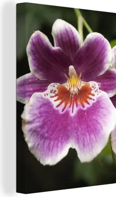 Produktbild von OneMillionCanvasses® - Leinwandbilder - 90x140 cm, Wilde Orchidee, Wandbilder Kunstdruck Wanddekoration - Foto auf Leinwand - Gemälde auf Holzrahmen  - Wandschmucke - Schlafzimmer