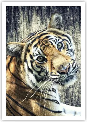Produktbild von Poster - Poster ohne Rahmen - Indien stein tiger wild - 70x100 cm - Wand Bild - Wanddeko - Wandbilder - Kunstposter - Wandposter - Bilder - Kunstdruck - Wanddekoration - Wandbild - P2XPA70x100-2464