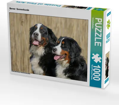 Produktbild von CALVENDO Puzzle Berner Sennenhunde | 1000 Teile Lege-Größe 64x48cm Foto-Puzzle für glückliche Stunden