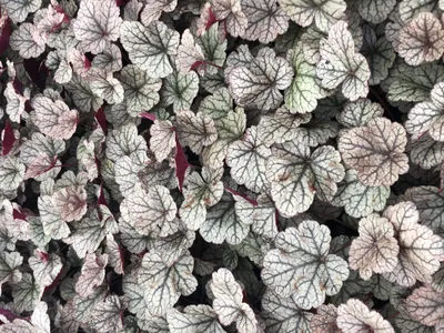 Obrázok produktu pre 6 x Heuchera hybr. 'Silver Scrolls'® - Fialový zvon - kvetináč 9x9 cm