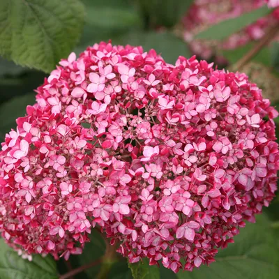 Immagine prodotto di Ortensia  - Hydrangea 'Invincibelle'  | 30-40 cm in vaso