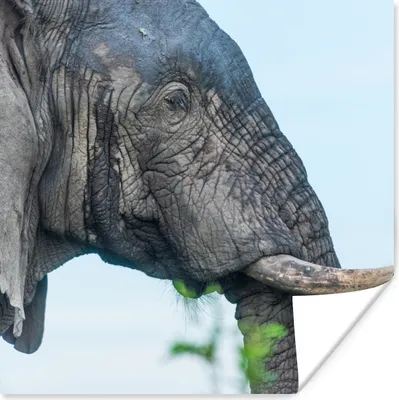 Produktbild von MuchoWow® Poster Nahaufnahme eines afrikanischen Elefanten 75x75 cm - Wand Dekoration