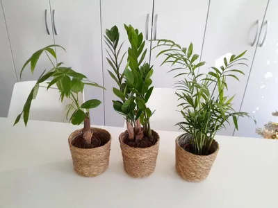 Obrázek produktu pro Zamio, pachira a horská palma v proutěném květináči o průměru cca 40 cm - snadno udržovatelné pokojové rostliny pro váš domov