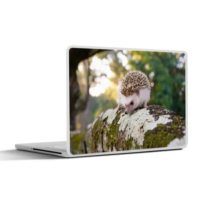 Produktbild von MuchoWow® Laptop Aufkleber Sticker Cover Igel läuft auf Ast 31x22.5 cm - Laptop-Deko