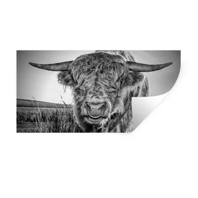 Produktbild von MuchoWow® Wandtattoo Wandsticker Wandaufkleber Schottischer Highlander - Schwarz und Weiß 160x80 cm Selbstklebend und Repositionierbar - Sticker - Dekorfolie