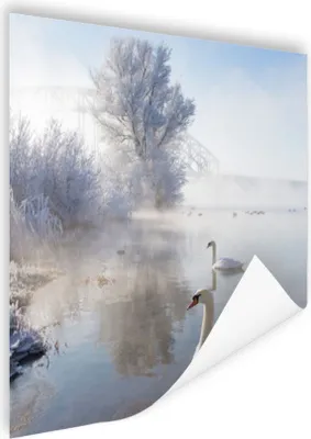 Produktbild von MuchoWow® Poster Schwäne - Wasser - Winter 75x75 cm - Wand Dekoration