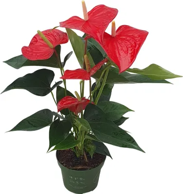Image de Langue de feu - Anthurium 'Royal Champion' - Hauteur 35-45cm - ø12cm