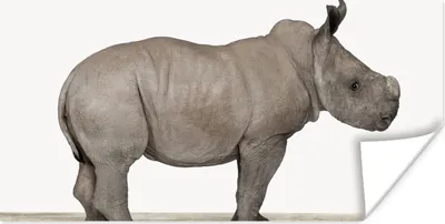 Produktbild von MuchoWow® Poster Rhinozeros - Tiere - Jungen - Mädchen 40x20 cm - Poster für die Wand - Poster Schlafzimmer