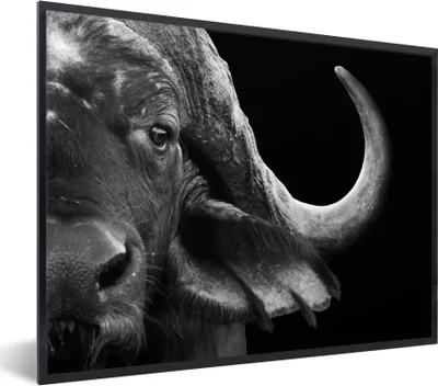 Produktbild von MuchoWow® Gerahmtes Poster Büffel - Tiere - Schwarz - Weiß 80x60 cm - Poster mit Schwarzem Bilderrahmen Wandposter Rahmen Foto Bilder - Schwarzem - Mit Gestell