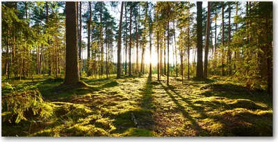 Produktbild von Tulup® Glas-Bild - 100x50 -Wandkunst - Wandbild hinter gehärtetem Sicherheitsglas  - Landschaften - Kiefernwald - Grün