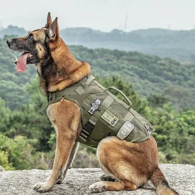 Produktbild von Hundehalsband für mittelgroße bis große Hunde, bequem und sicher