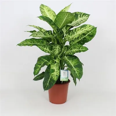 Produktbild von Dieffenbachie Mars 60-70 cm Grünpflanze Zimmerpflanze