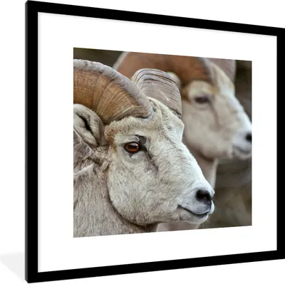 Produktbild von MuchoWow® Gerahmtes Poster Widder - Horn - Schaf 40x40 cm - Poster mit Schwarzem Bilderrahmen Wandposter Rahmen Foto Bilder - Poster - Plakat im Rahmen