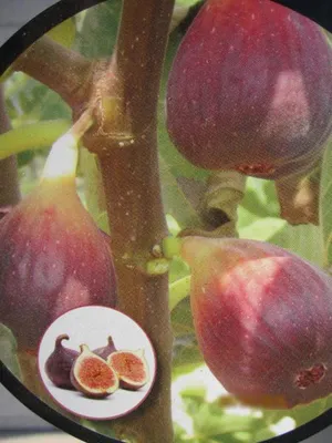 Produktbild von Feige Madeleine de deux Saisons - Ficus carica - 40-50cm - selbstfruchtend