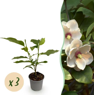Produktbild von Magnolia sieboldii - Blüte Weiß-Rot - 3 Pflanzen - Laubabwerfend - Pflegeleicht - 30cm - Ø12cm - Gartenpflanze