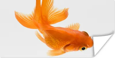 Produktbild von MuchoWow® Poster Goldfisch - Schwimmen - Weiß 150x75 cm - ohne Rahmen