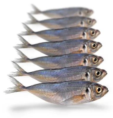 Produktbild von Köderfische Pferdemakrele Klein - Vakuumverpackt | 10-15CM | 5-7ST